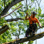 The Difference Between Tree Trimming and Pruning